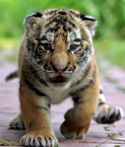 Tiger cub